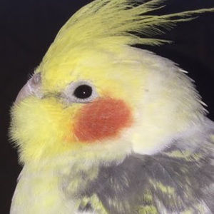 Meet your Posher, Suspicious raptor